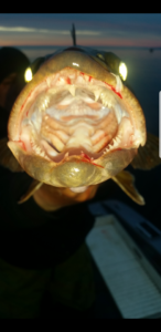 29920363_1931647713755331_69869528_n