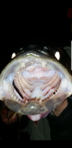 29939097_1931647750421994_1865447140_n