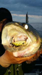 29939854_1931652383754864_685699534_n