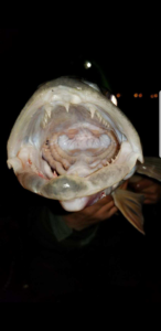 30008015_1931647513755351_111274968_n