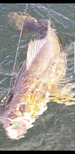 30020635_1931647907088645_1537031219_n