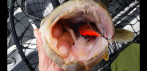 30070134_1931647853755317_989988439_o