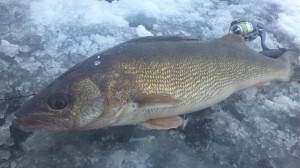 10958350_1550799515173743_6943901703306330623_o 