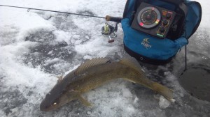 10974527_1552234281696933_5653543309472817979_o 