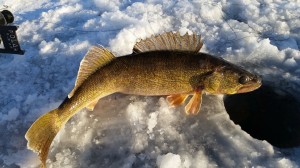 10991625_1563917850528576_7139019864639980471_o 