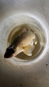 11006446_1563917910528570_5257904596254360536_n 