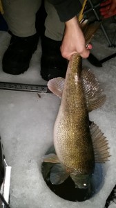 11025163_1563087277278300_4697496919423039050_n 