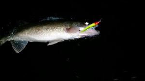 11050739_1576864805900547_922482439896070317_o