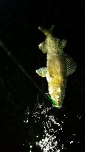 12311170_1659603170960043_318725297606313905_n