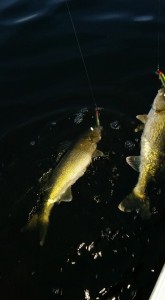 12321577 1687128544874172 1242272082859091575 n