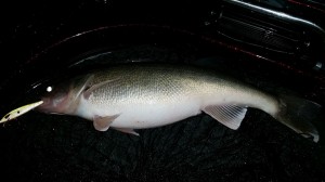 12928254 1700687133518313 8456632161959698107 n