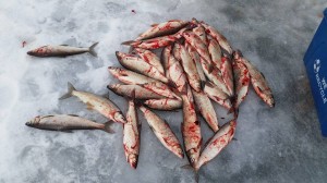 16880727 1754977761422328 396332211 o