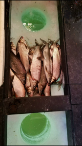 16923663 1754977748088996 313052449 n