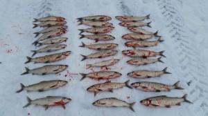 16930355 1754977744755663 1367503316 o