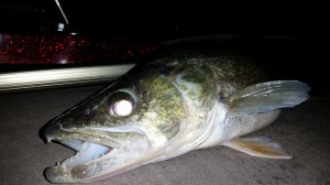 16930940 1754974398089331 698383353 o