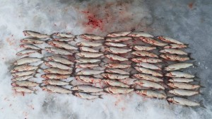 16935905 1754977754755662 694735305 o