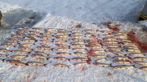 16936043 1754977771422327 1882668650 o