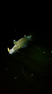 984290_1576019282651766_1788423962627306738_n